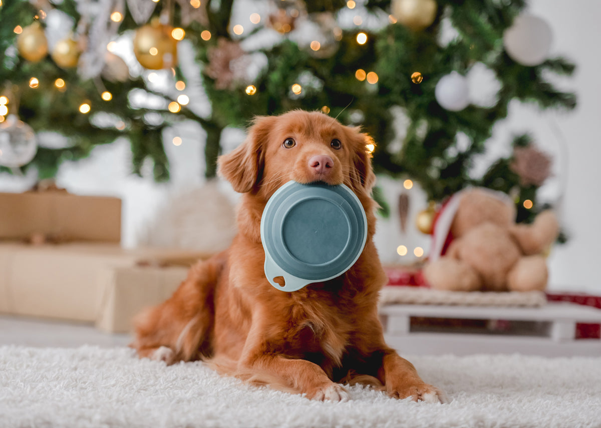 The Naughty List: Holiday Foods Your Dog Should Never Steal