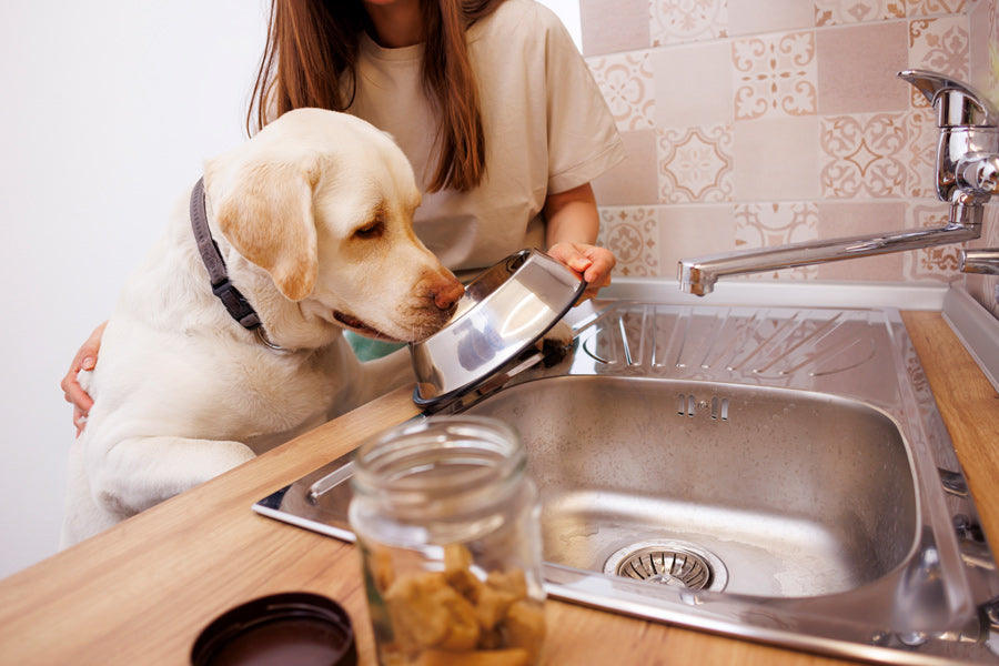 How To Clean Your Dog's Bowl (And Why It Matters More Than You Think)