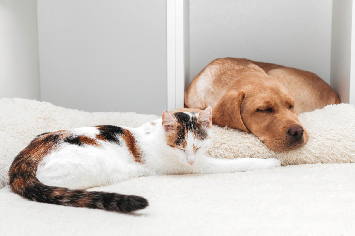 Seasonal Needs for Dogs And Cats | Nutrition Tips for Every Season
