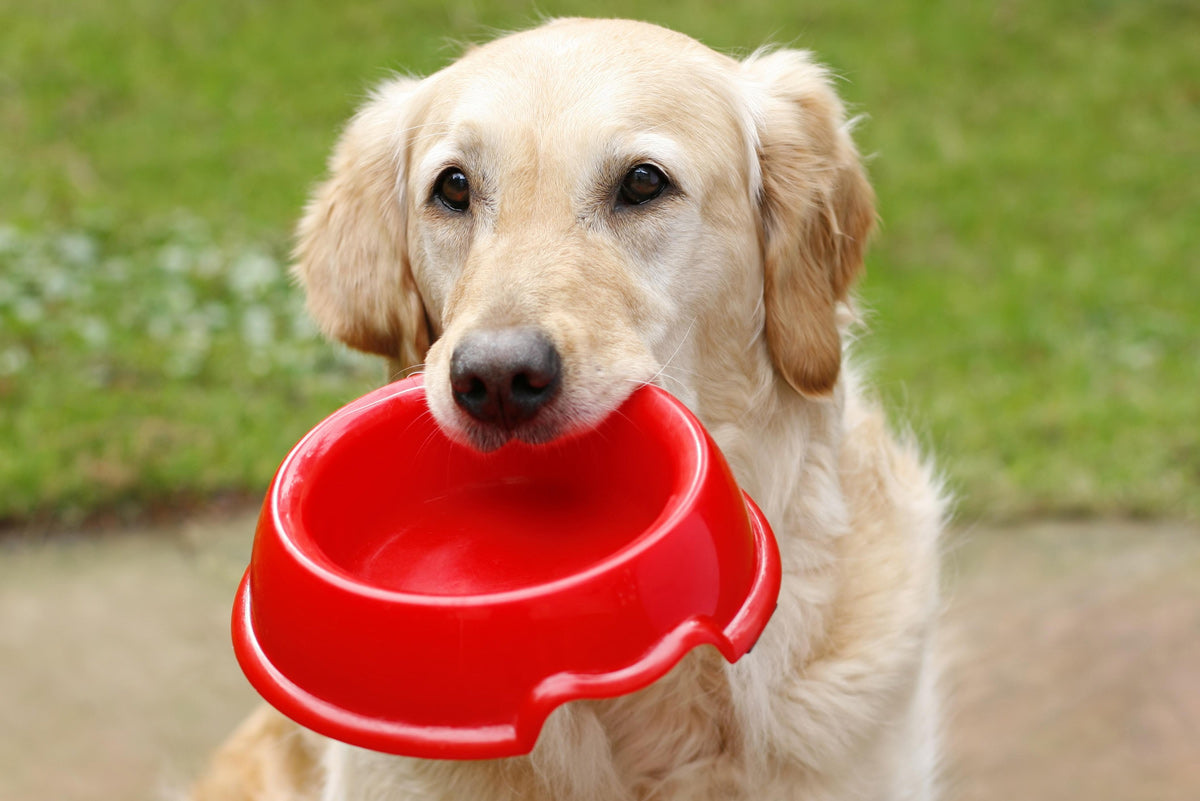 Weight Management for Pets Without Starvation