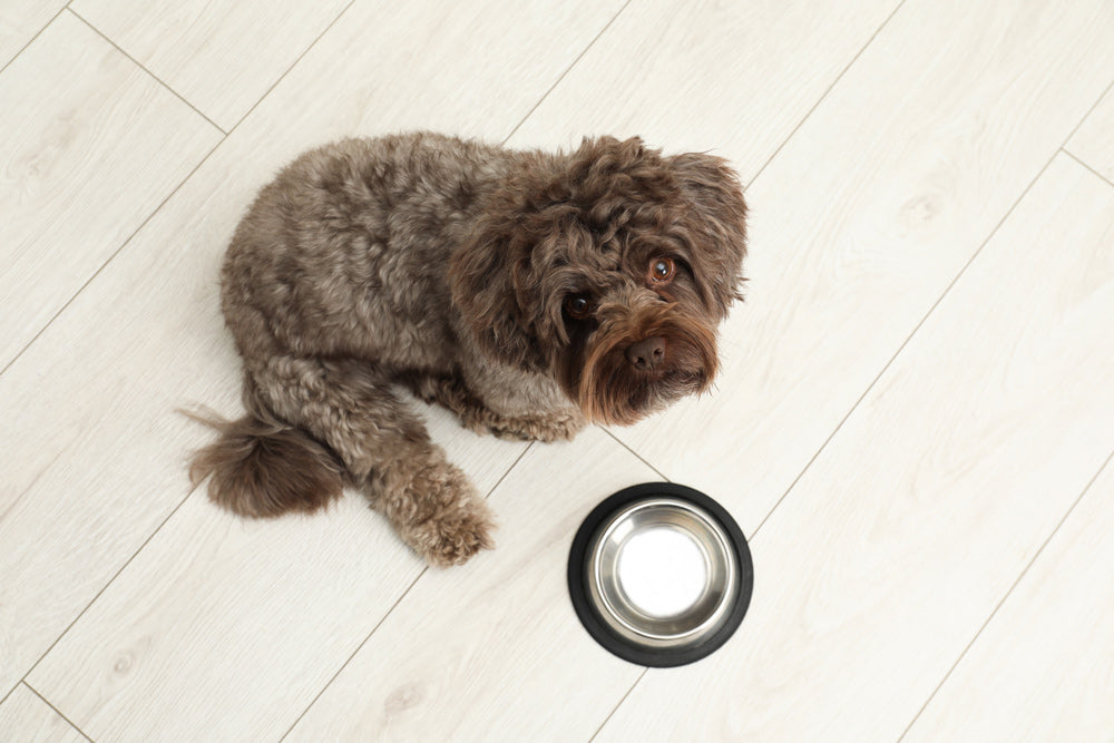 Why Many "Sensitive" Pets Are Actually Experiencing Formulation Stress