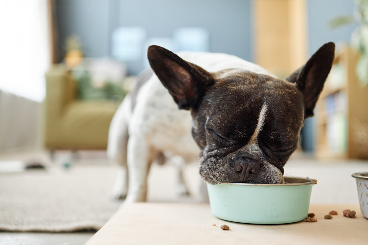 Why Most Pet Food Fails