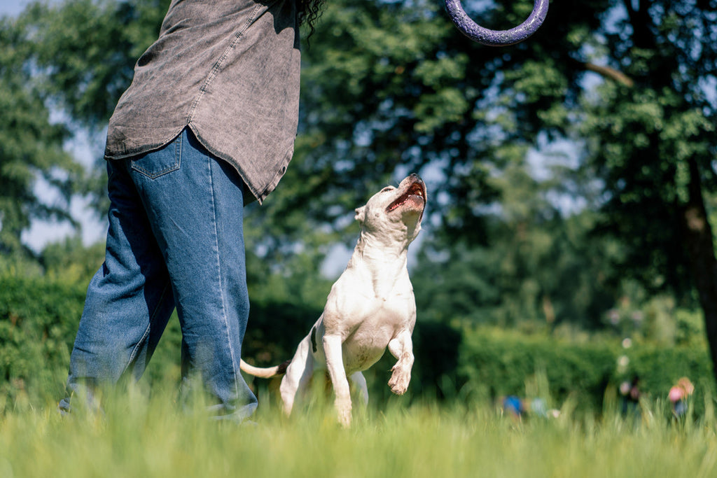 What Are The Best Supplements for Joint Health in Pets?
