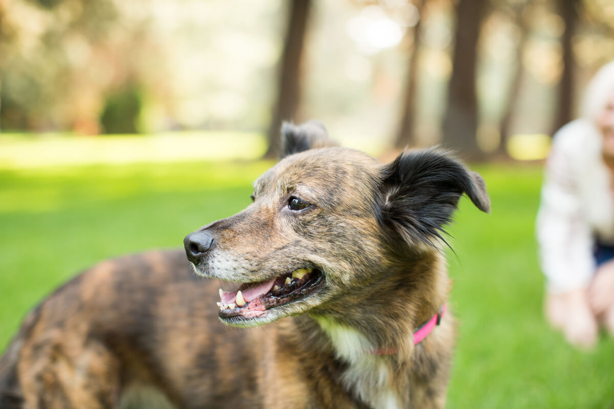 Senior Pets: Why They Still Need High Protein