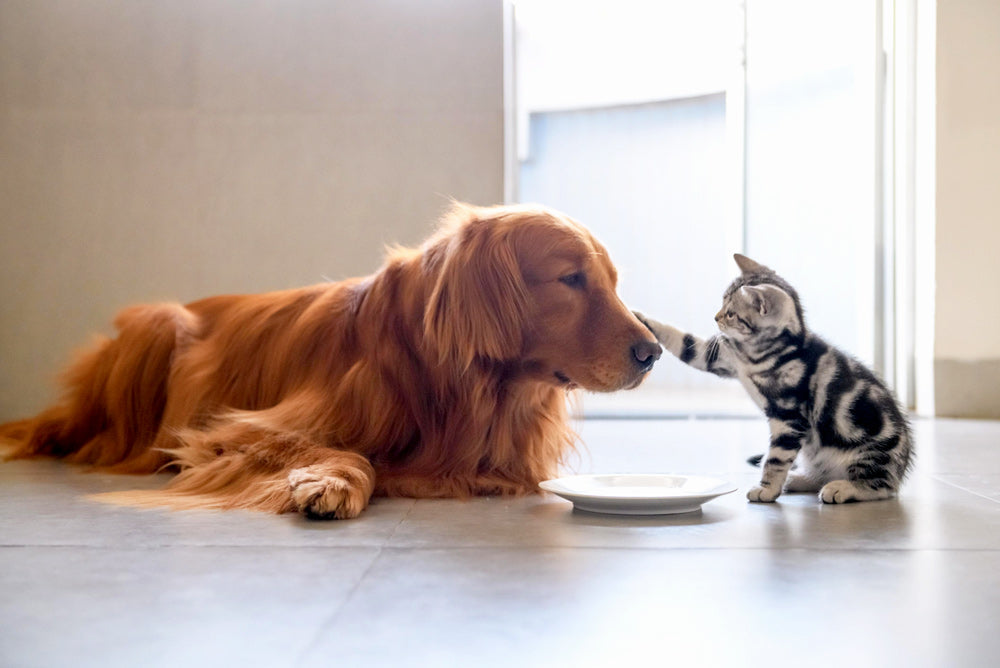 The Evolution of the Canine/Feline Diet