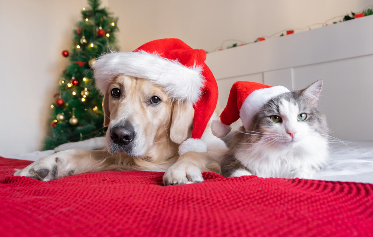 Holiday Season Pet Safety Tips