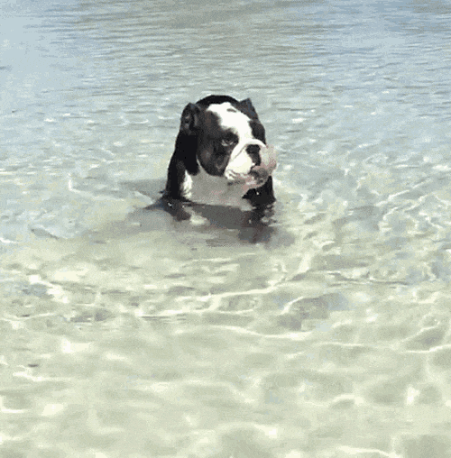 Australia s Top Dog Friendly Beaches australia-s-top-dog-friendly-beaches