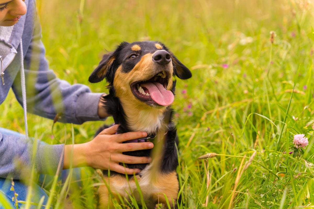 Your Pet Deserves Better