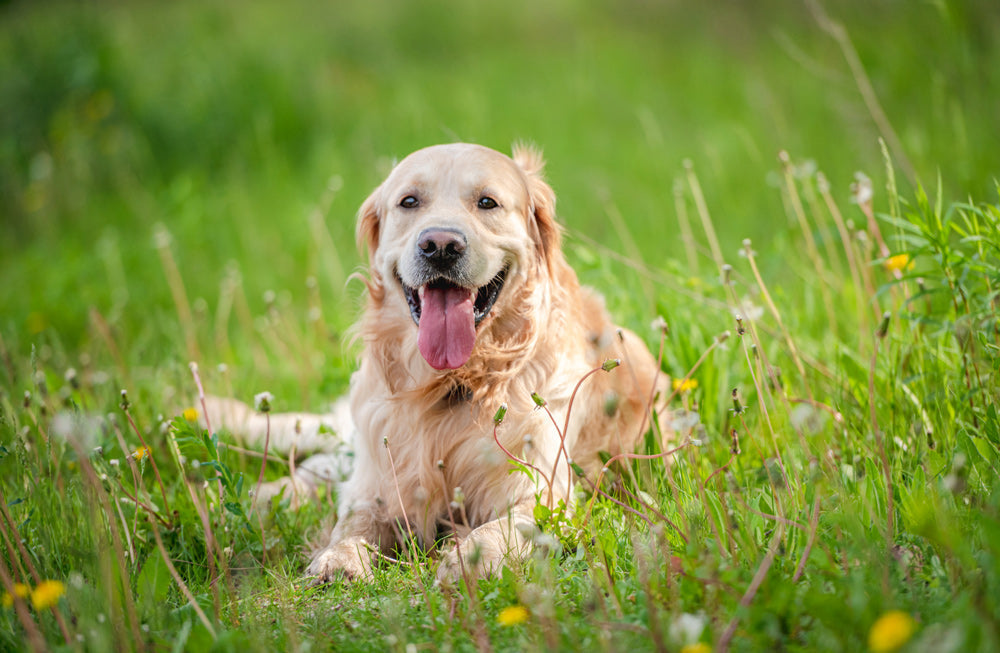 Pets Are Living Longer… But Are They Living Better?