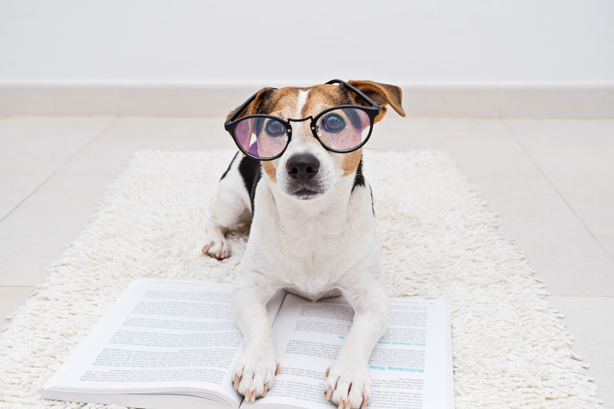 How Omega Fatty Acids Boost Brain Function In Pets