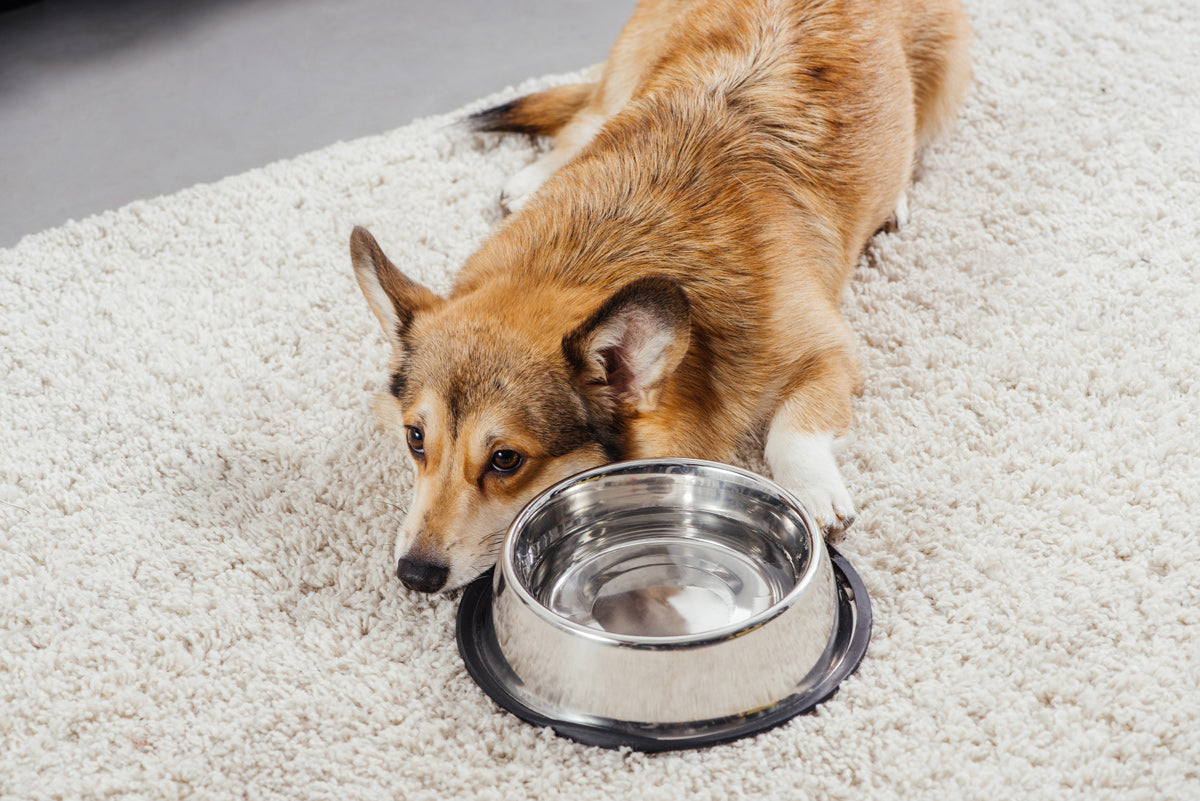 Early Signs of Nutritional Deficiency in Pets