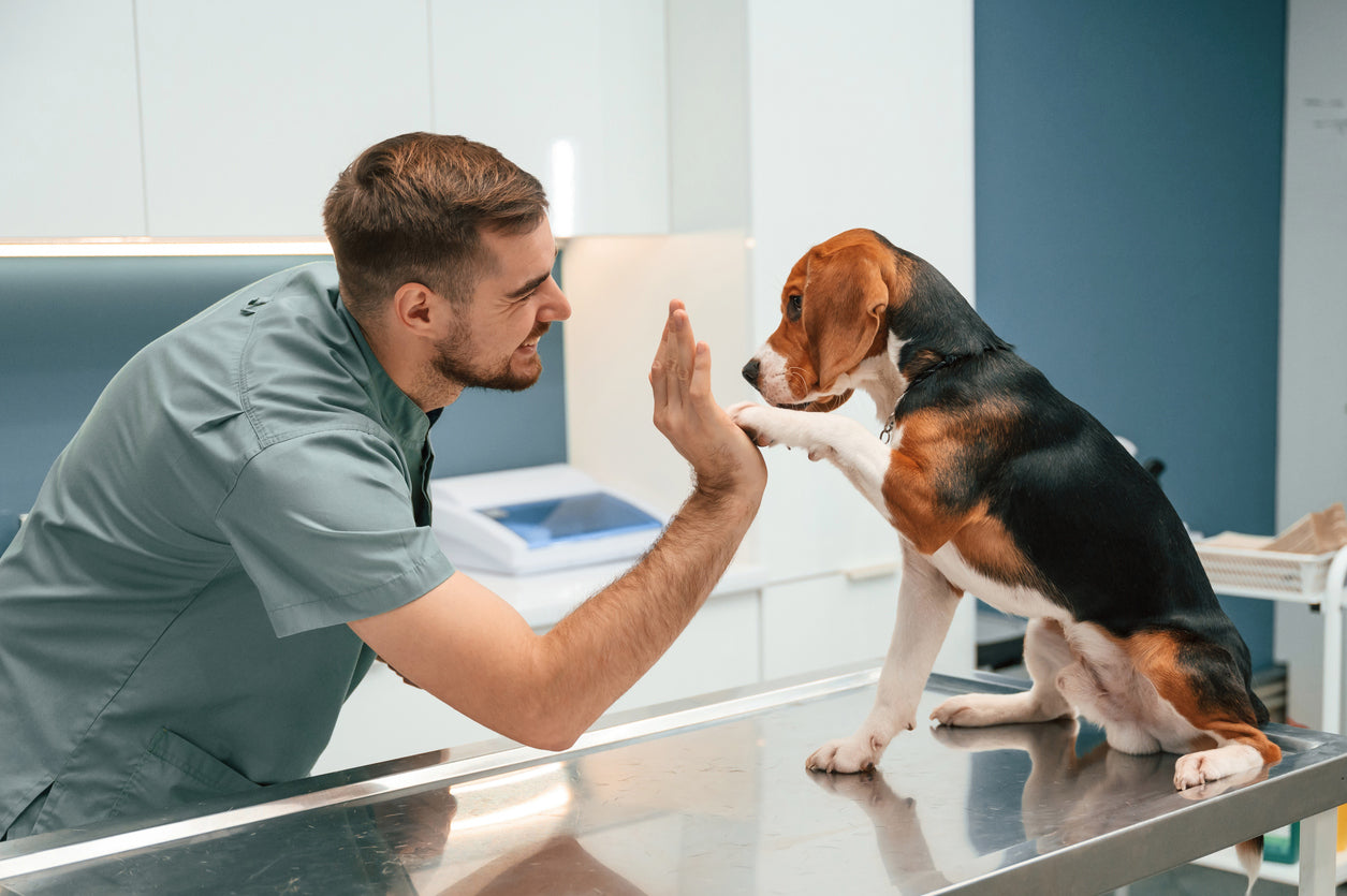 How High-Quality Pet Food Can Reduce Vet Bills