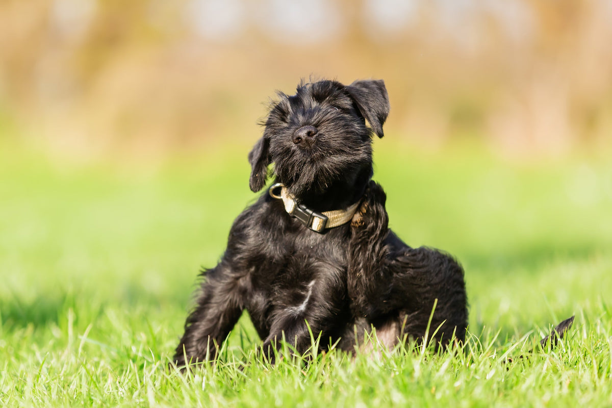 Why Is My Dog Scratching? The Ultimate Guide to Understanding Itchy Dogs