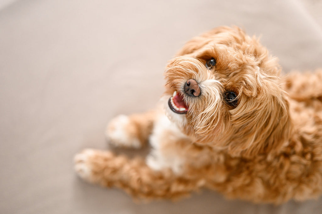8 Things Dogs Wish Their Owners Could Understand