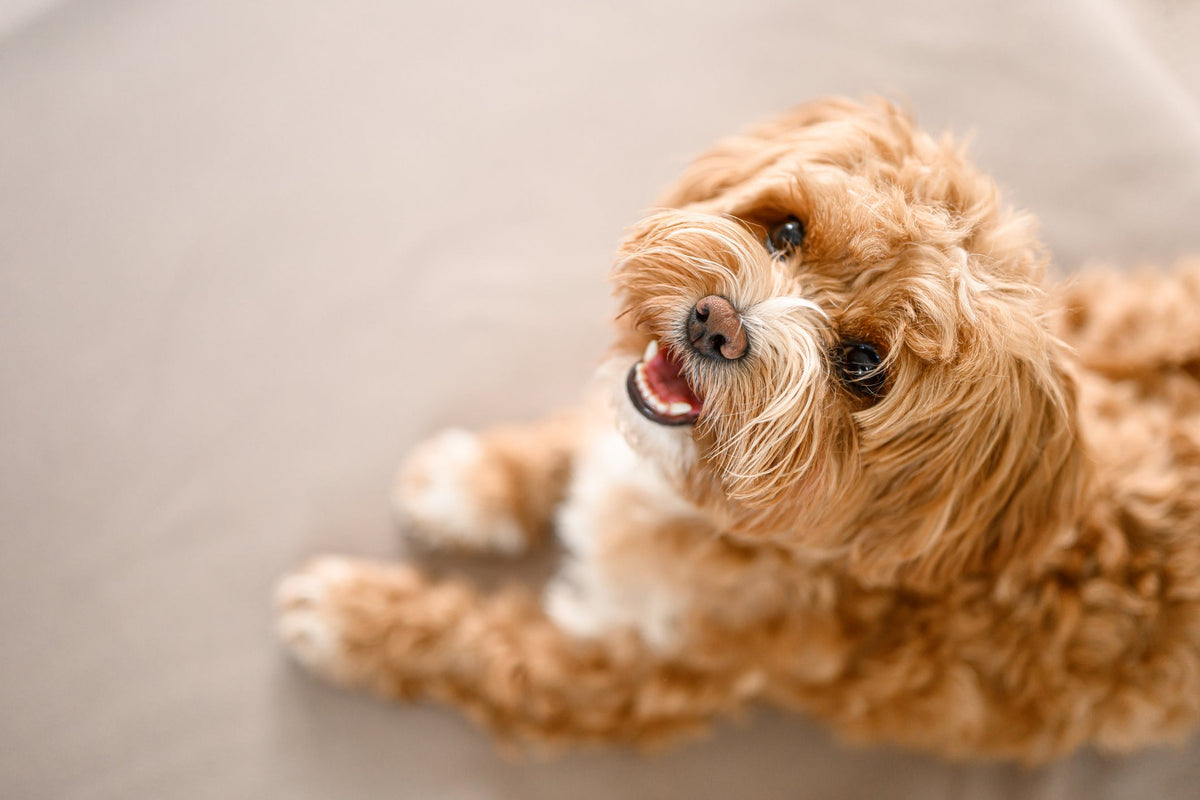 8 Things Dogs Wish Their Owners Could Understand