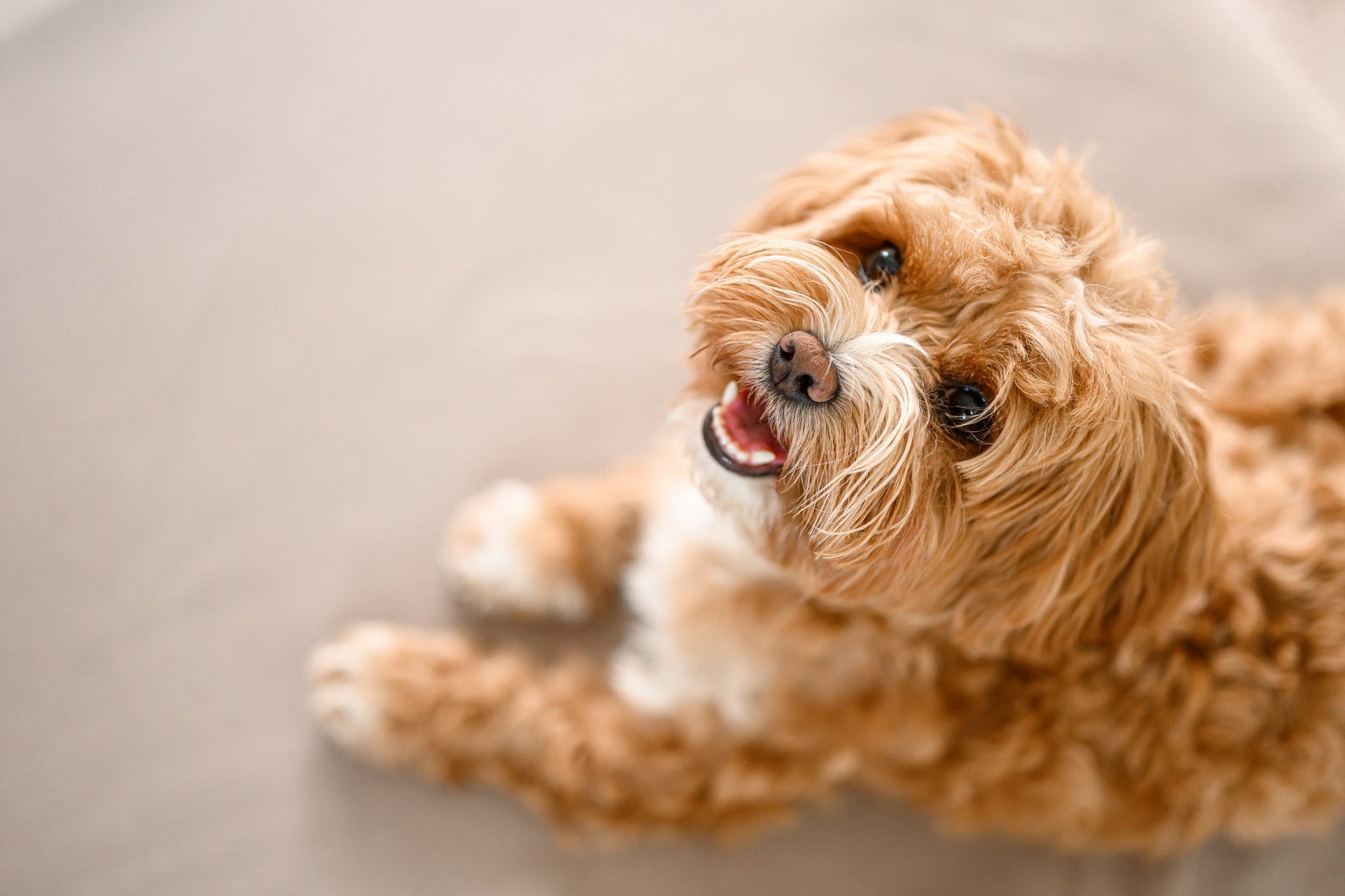 8 Things Dogs Wish Their Owners Could Understand