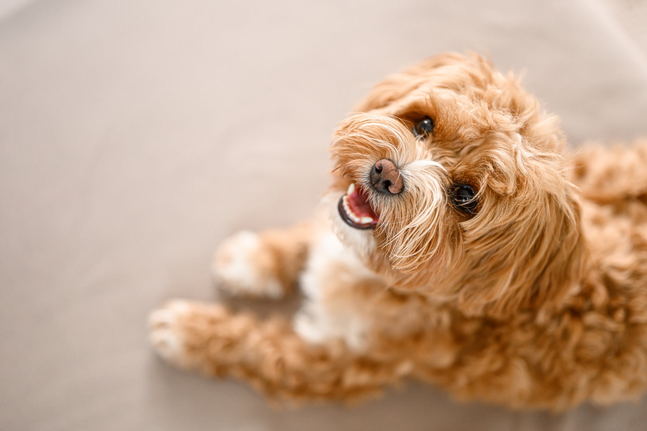 8 Things Dogs Wish Their Owners Could Understand