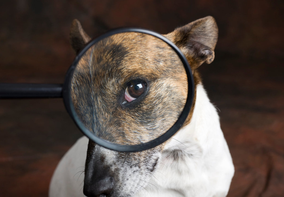 The Complete Australian Guide to Grain-Free Dog Food