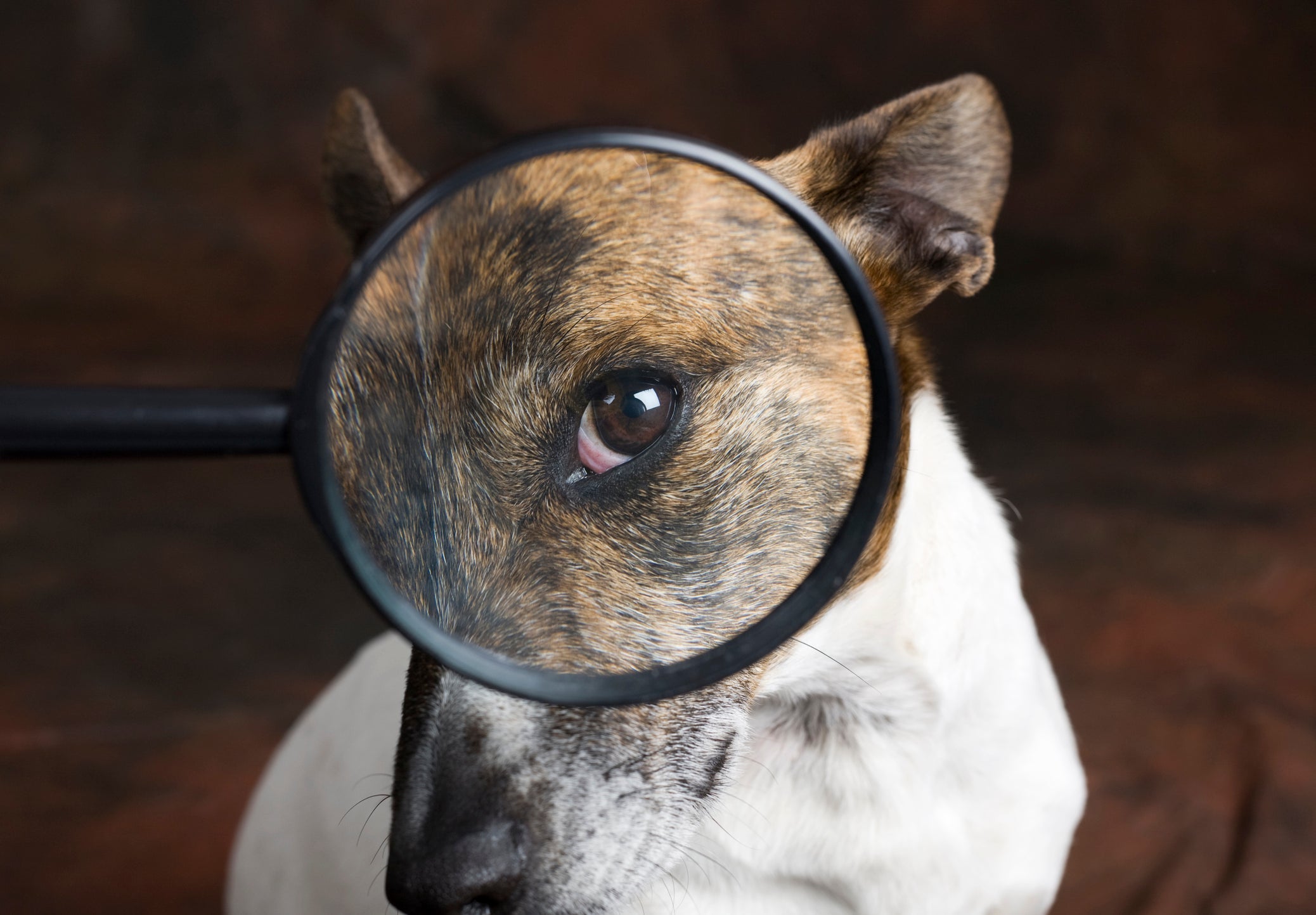 The Complete Australian Guide to Grain-Free Dog Food