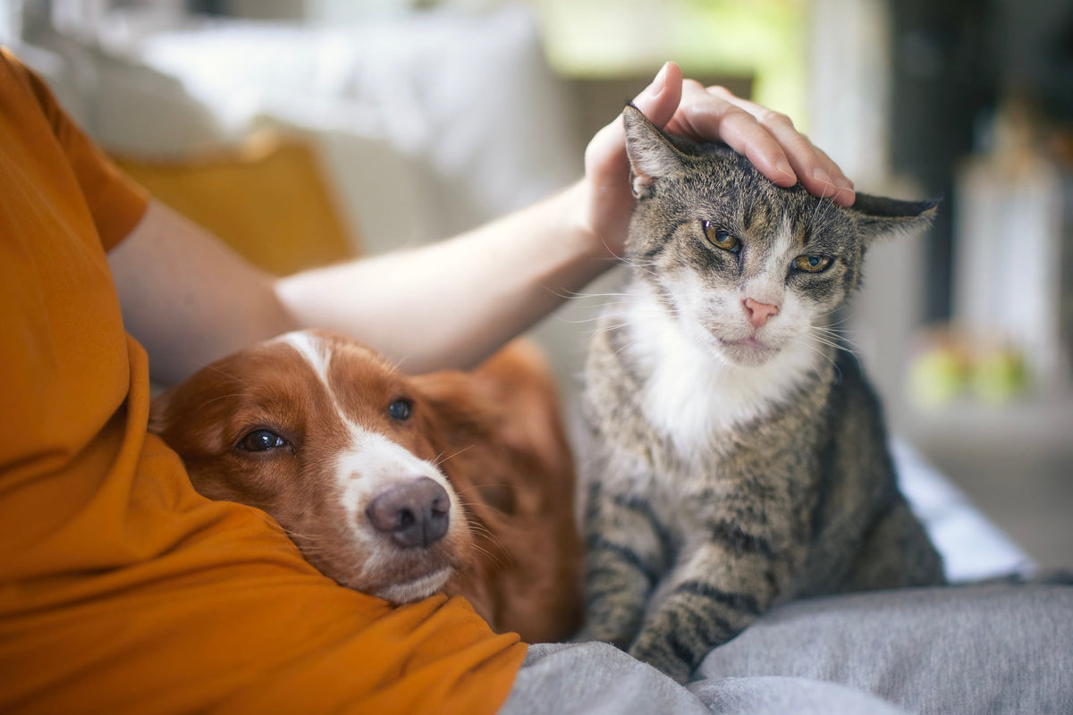 Why Has My Cat Stopped Eating?