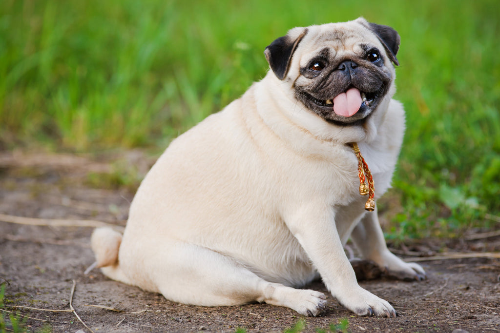 How to Tell if Your Dog Is a Healthy Weight