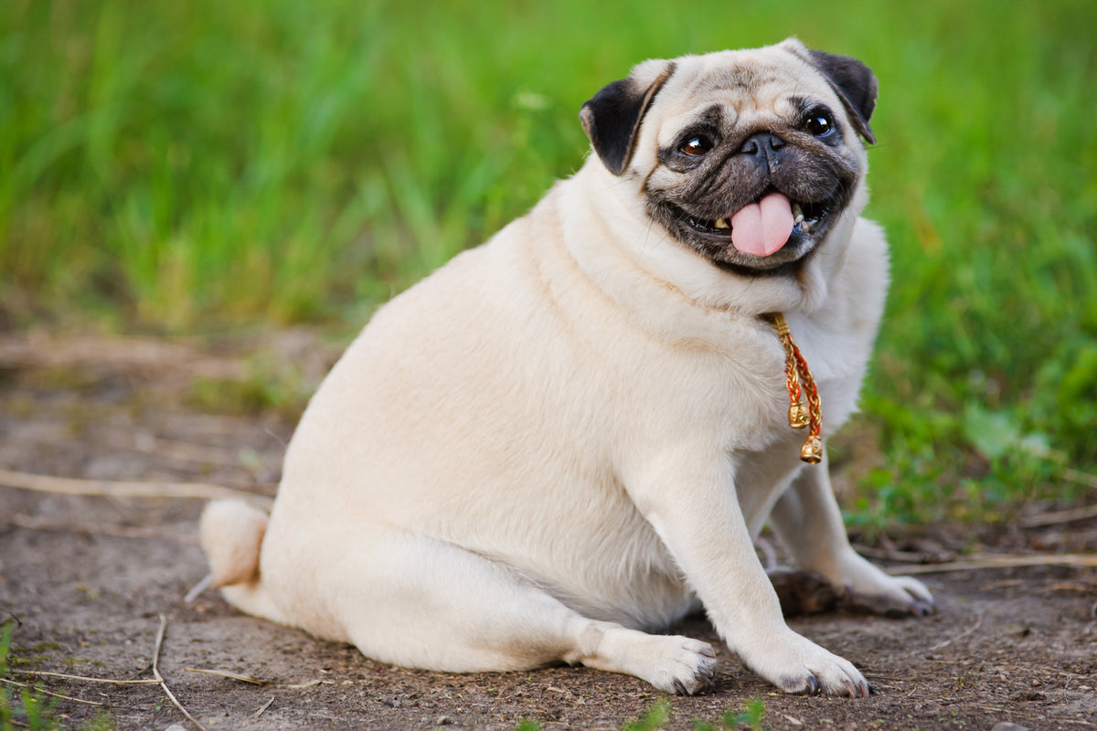 How to Tell if Your Dog Is a Healthy Weight