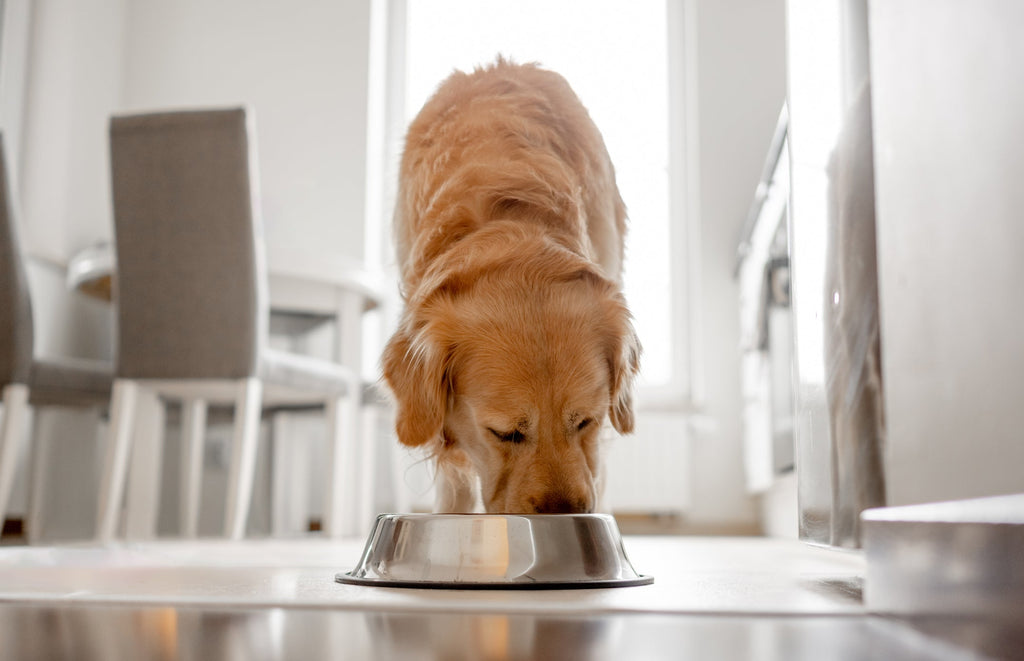 The One Change That Made Thousands of Dogs Happier at Mealtime