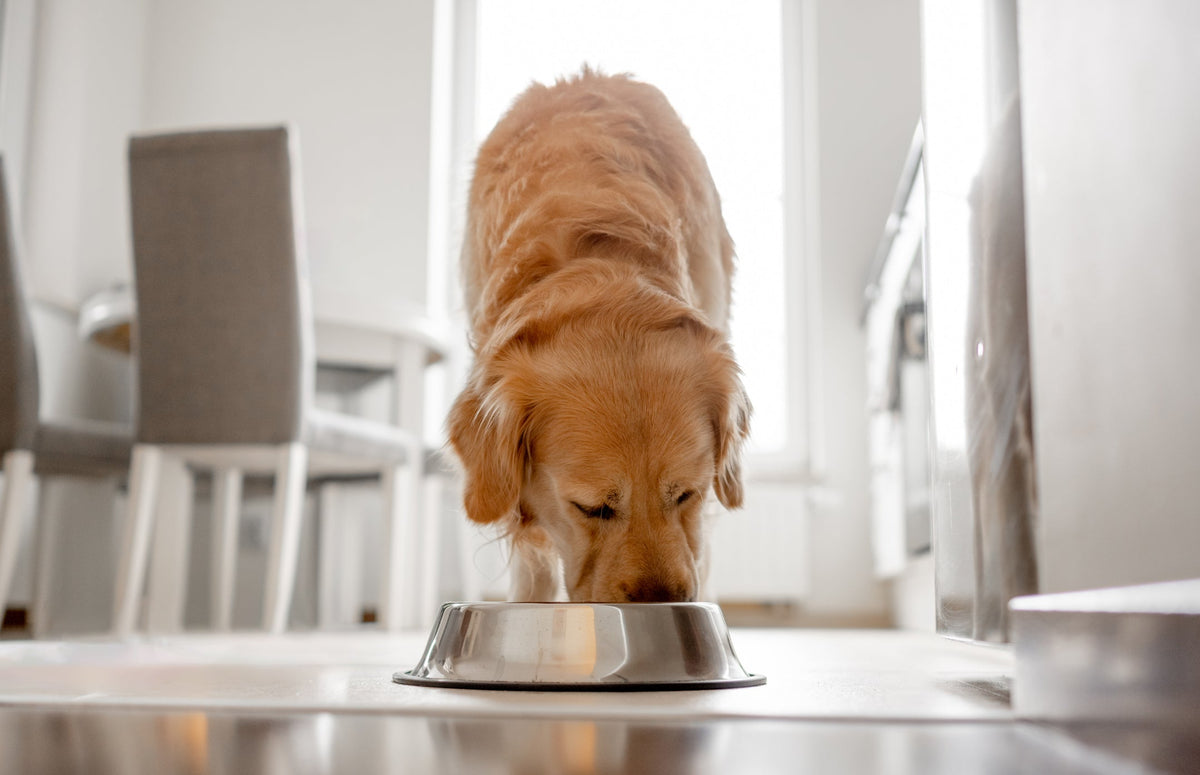 The One Change That Made Thousands of Dogs Happier at Mealtime