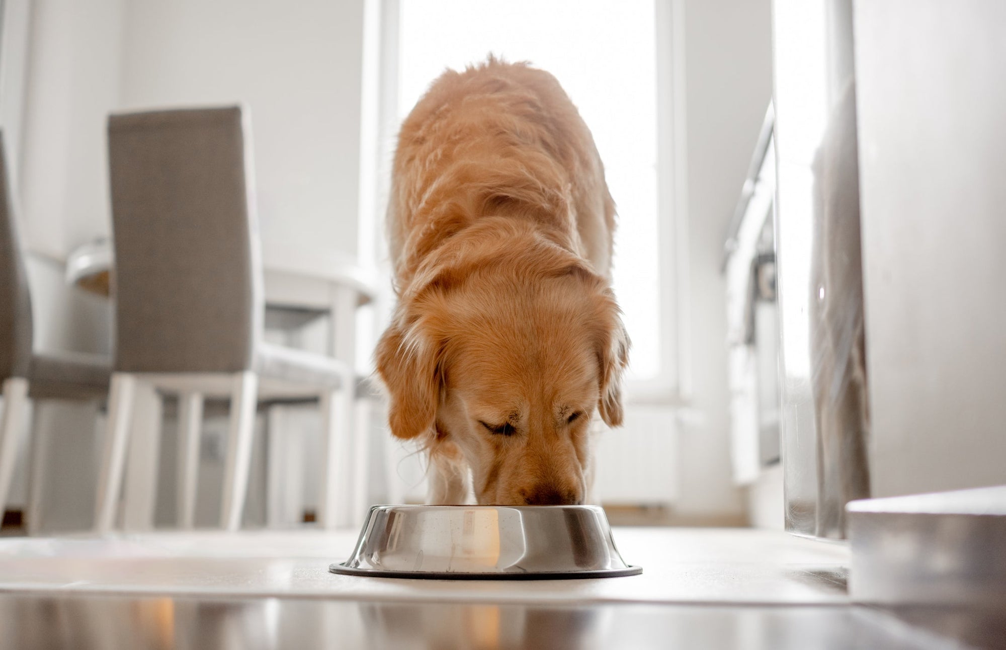The One Change That Made Thousands of Dogs Happier at Mealtime