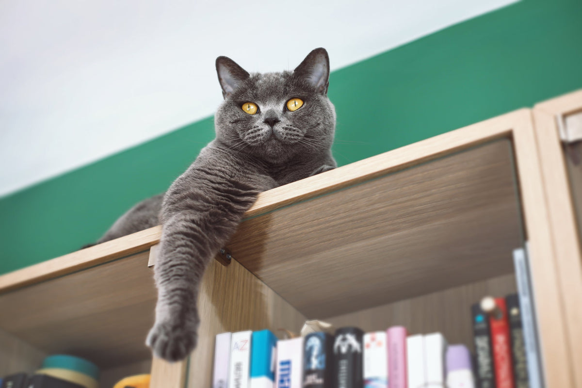 Why Does My Cat Vomit? When It’s Normal and When to Worry