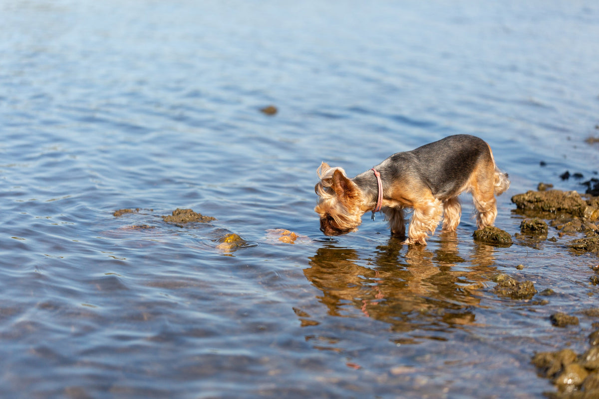 Why Is My Dog Drinking So Much Water?