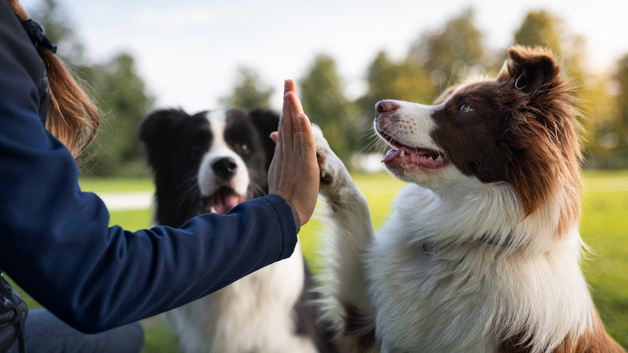 Best Dog Food for Itchy Skin in Australia: The Complete Guide to Healthier Skin & Happier Dogs