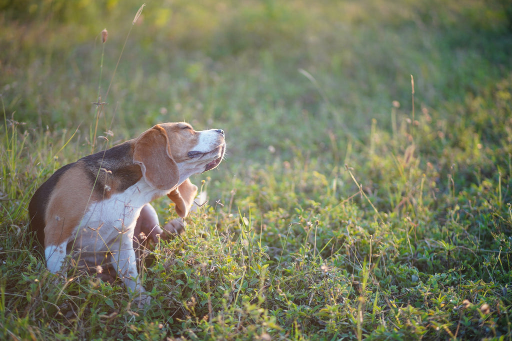 Dog Food for Itchy Skin in Australia: Best Diets for Dogs with Skin Allergies