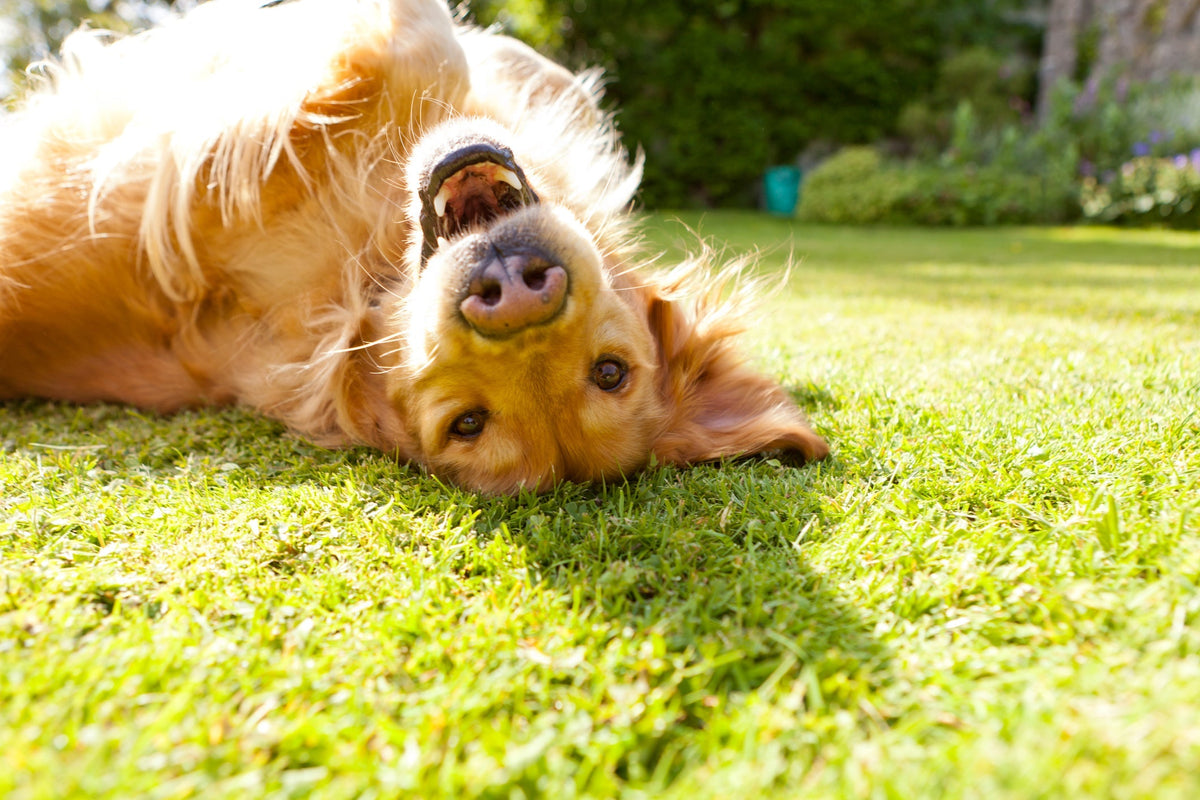 7 Everyday Habits That Quietly Add Years to Your Dog's Life
