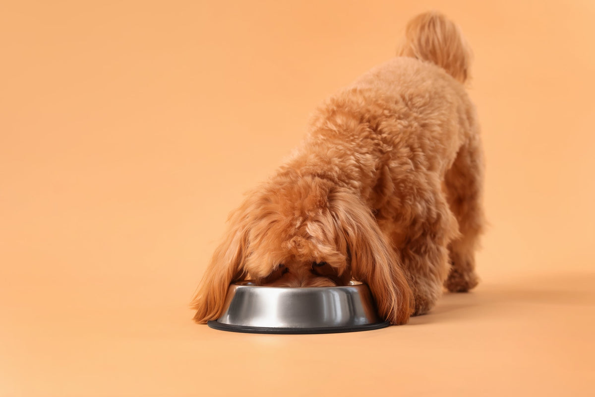 Are You Feeding the Right Amount?