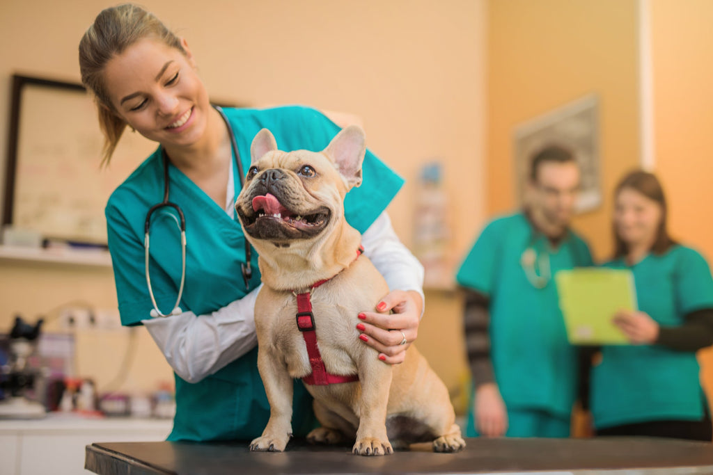 When Vet Bills Reach Thousands: Why Everyday Pet Health Matters More Than Ever