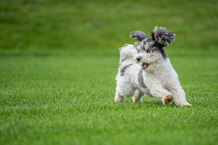 Healthy Dog Poo Guide
