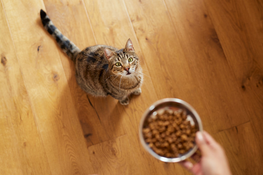 Complete Guide to Feeding Cats