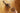 Complete Guide to Feeding Cats