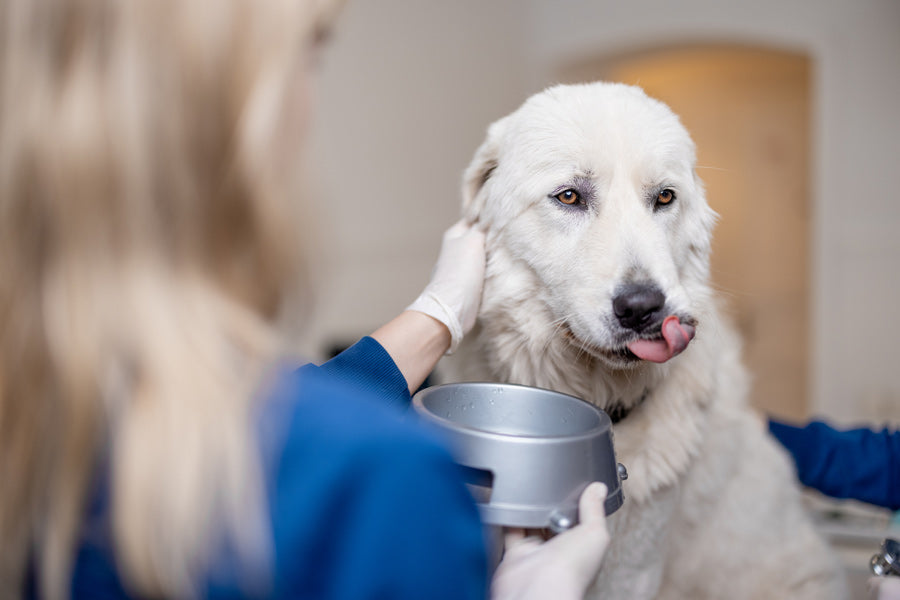 What Changes as Your Dog Gets Older?