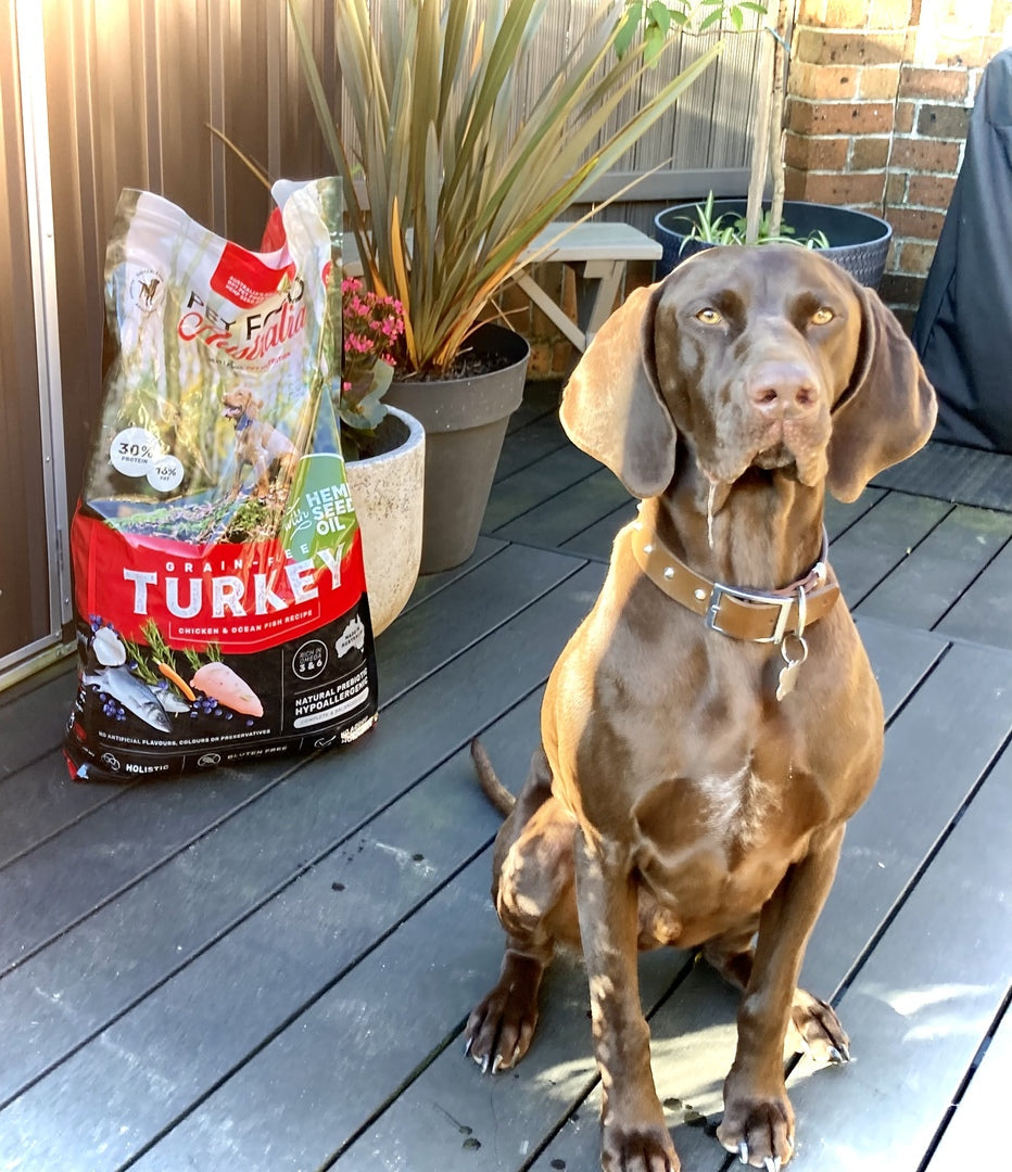 How Much Protein Does a Dog Actually Need?