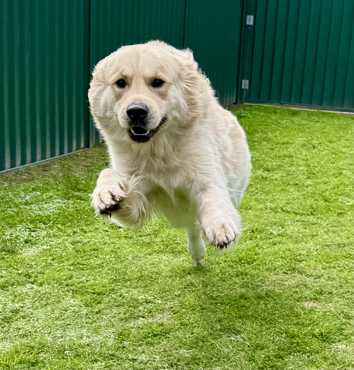 Why Your Dog Follows You Everywhere (And What It Really Means)