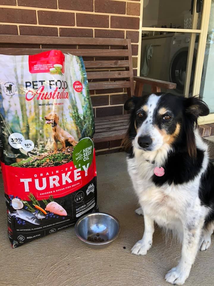 food-for-itchy-sensitive-pets