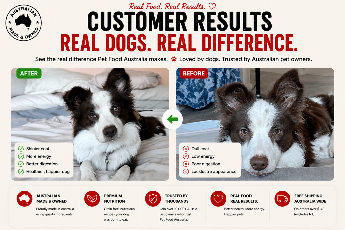 Border Collie coat before and after switching to Pet Food Australia