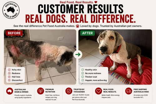Old English Sheepdog before and after switching to Pet Food Australia dog food