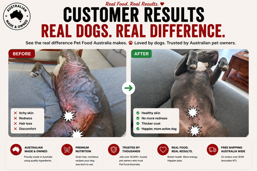 Staffy before and after switching to Pet Food Australia dog food