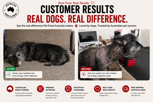 Terrier Mix before and after switching to Pet Food Australia dog food