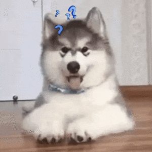 curious dog with question mark