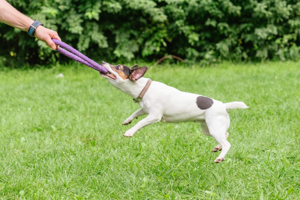 Man playing tug-of-war game with Jack Russell Terrier dog and pu