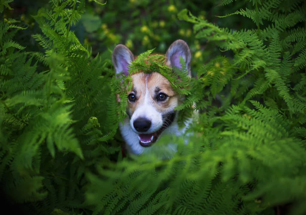 portrait of cute puppy red Corgi dog peeking out from behind a thicket of green grass fern in the spring Park for a walk and smiling happily